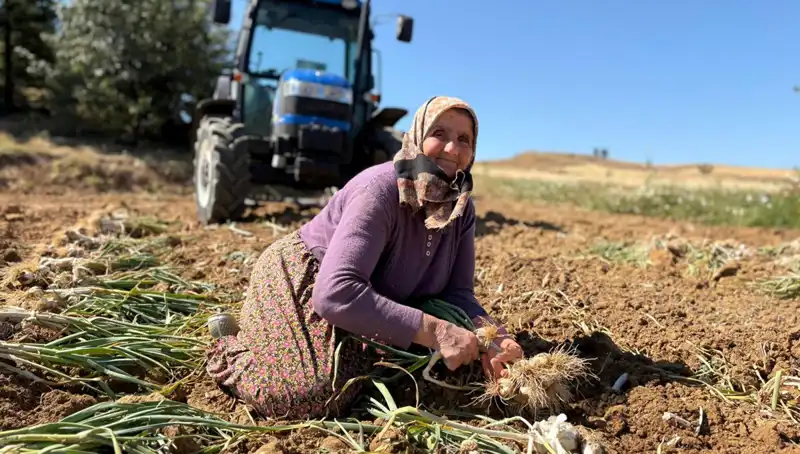 Selenyum Zengini Mucizevi Tarım Ürünü: Tarladan Günde 1200 Lira Kazanç