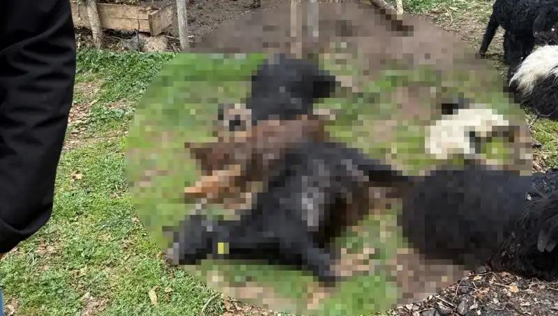 Sahipsiz Köpeklerin Saldırısı: 18 Keçi Hayatını Kaybetti!