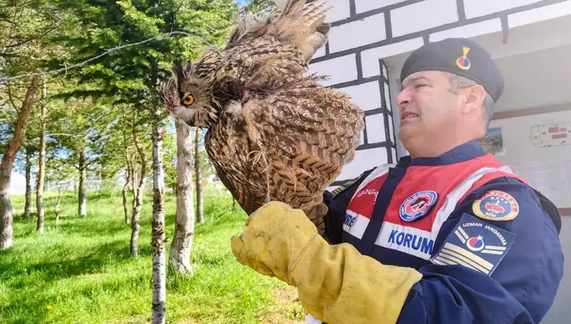 Dikenli Tellere Takılan Puhu: Üzücü Bir Kaza ve Tedavi Süreci