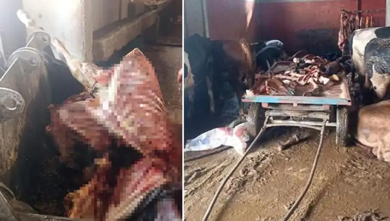 Adana'da 2,5 Ton At Eti ve Kurtarılan 4 At Skandalı