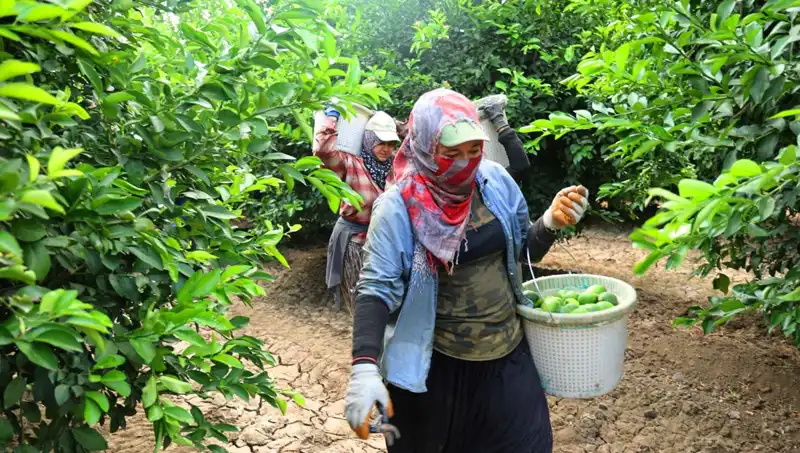 Marketlerde Patates Fiyatları Düşecek Mi? Yeni Hasat Umut Veriyor
