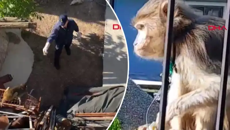 Muğla’da Maymun Kovalamacası: Yerel Halkın Heyecanlı Anları!