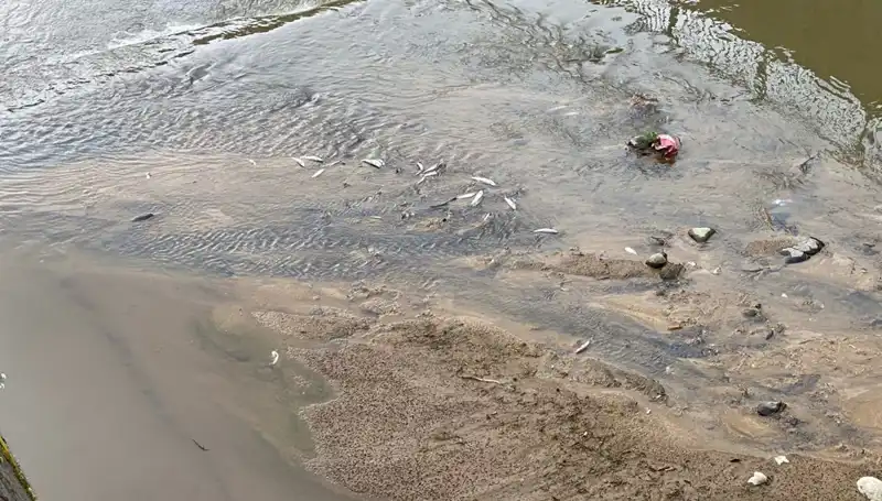 Rize'de Balık Ölümleri: Tedirginlik Yaratan Sebepler ve Sonuçları
