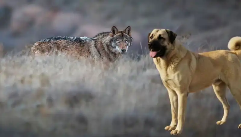 Kurt Popülasyonundaki Artış Kangal Köpeğine Olan Talebi Nasıl Etkiledi?