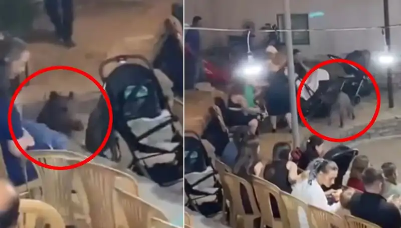 Düğün Törenine Aniden Gelen Yaban Domuzu Şaşkınlık Yarattı