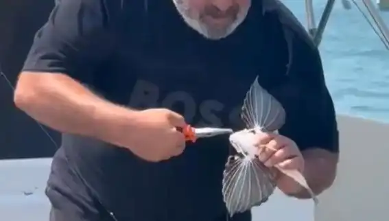 Saros Körfezi'nde Nadir Kırlangıç Balığı Oltaya Takıldı, Balıkçıları Şaşırttı