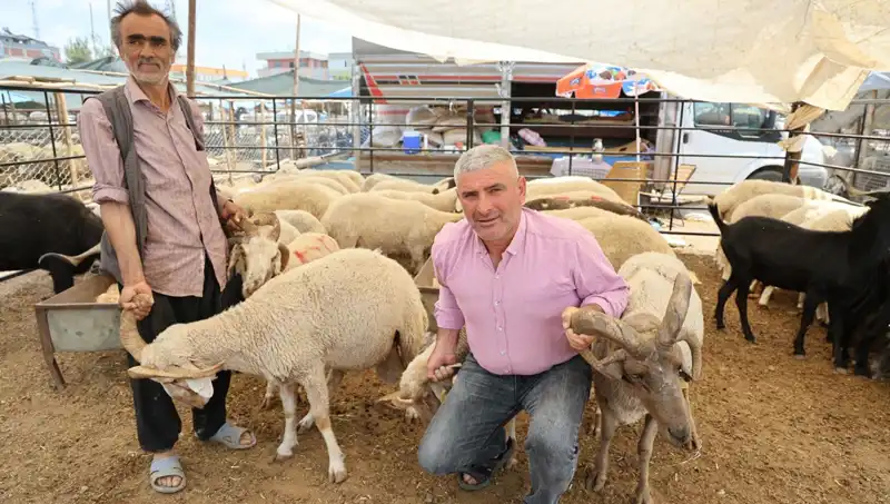 Kurban Pazarında Gözde: Dört Boynuzlu Koçların İlginç Hikayesi