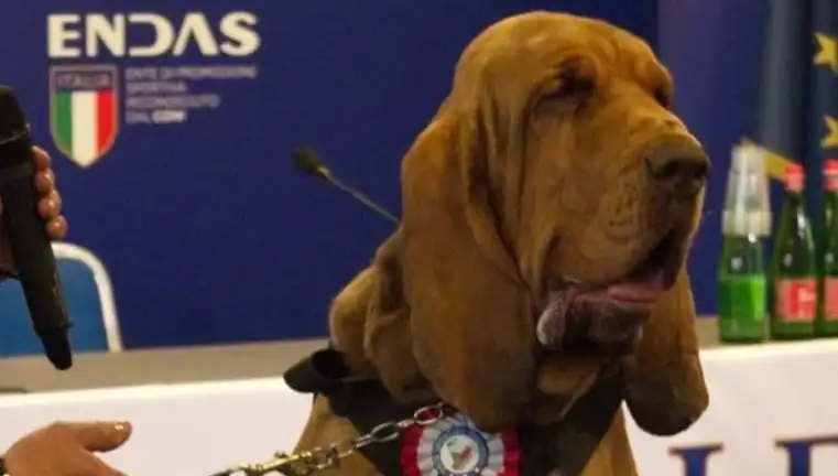Arama Köpeğine Alçakça Saldırı: Suikastla Öldürüldü!