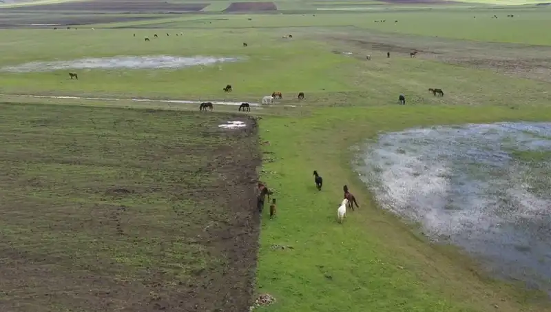 Kars'ta Yılkı Atlarıyla Doğa İle Bütünleşen Büyüleyici Manzaralar