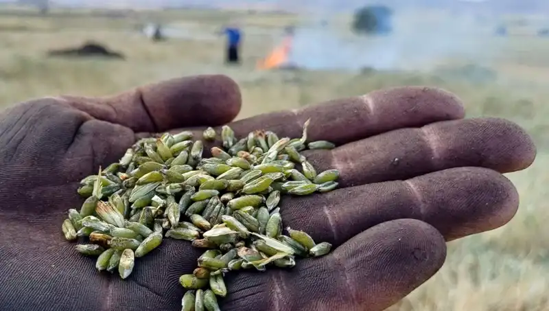 Firik Sezonu Kapıda: Sağlığın ve Lezzetin Zirvesinde Tanışın