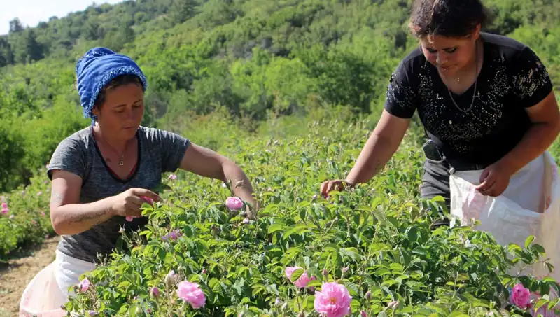 Zirai Don İle Mücadelede Yeni Bir Dönem: Gül Baharının Kayıpları