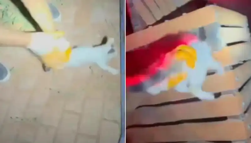 Gece Yarısı İtfaiye Ekipleri İnanılmaz Bir Kedi Kurtarma Operasyonu Gerçekleştirdi!
