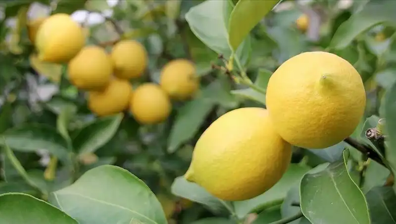 Limon Fiyatları Uçuşa Geçti: Adedi 24 Lirayı Geçti!