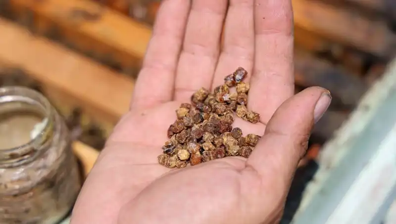 Eskiden Çöpe Atılıyordu, Şimdi Protein Hazine Gibi Satılıyor