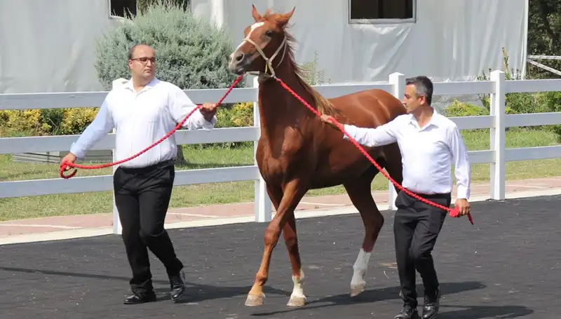 Rekor Kıran "Taşkın Kral": Doğanın Gücünde İnsanlık Dersi