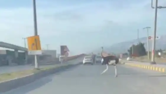 Hatay Trafik ışıklarında Deve Kuşu Görenler Şaşkınlığını Gizleyemedi