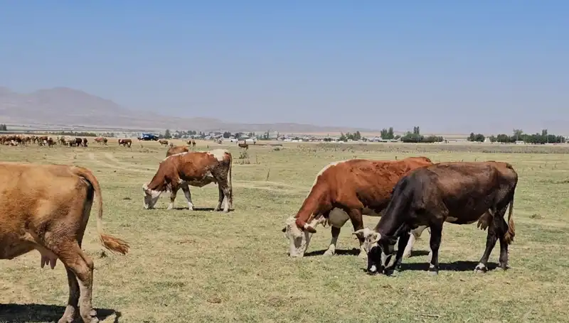 Arin Gölü Kurudu: Bölgedeki Su Krizi Yaşanan Sorunları Derinleştiriyor