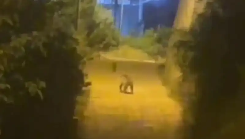 Gümüşhane'de Şehir Merkezine İnerek Endişe Yaratan Ayı Görüntülendi