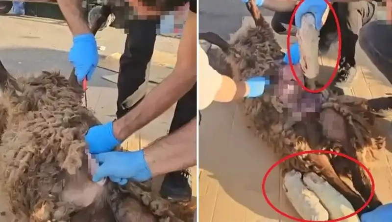 Ölü Koyunun Karnında Bulunanlar: Zehir Tacirlerinin Şok Eden Planı