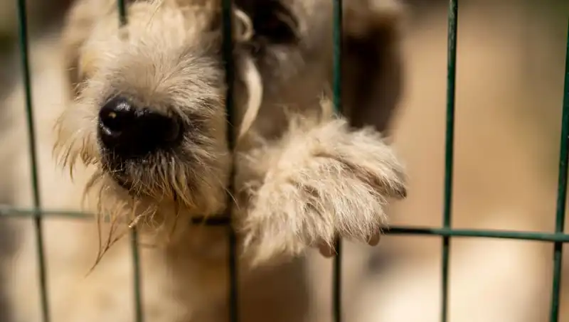 İş Stresi, Evcil Hayvanlarımızı da Etkiliyor: Köpekler Üzerindeki Etkileri